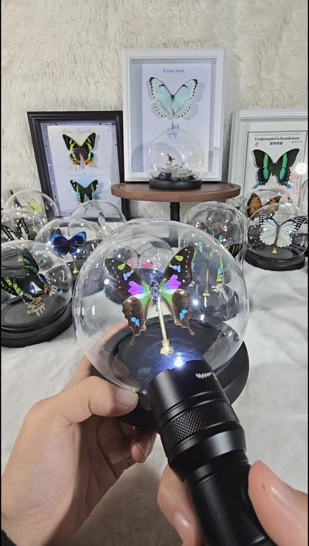 玫瑰青凤水晶球蝴蝶