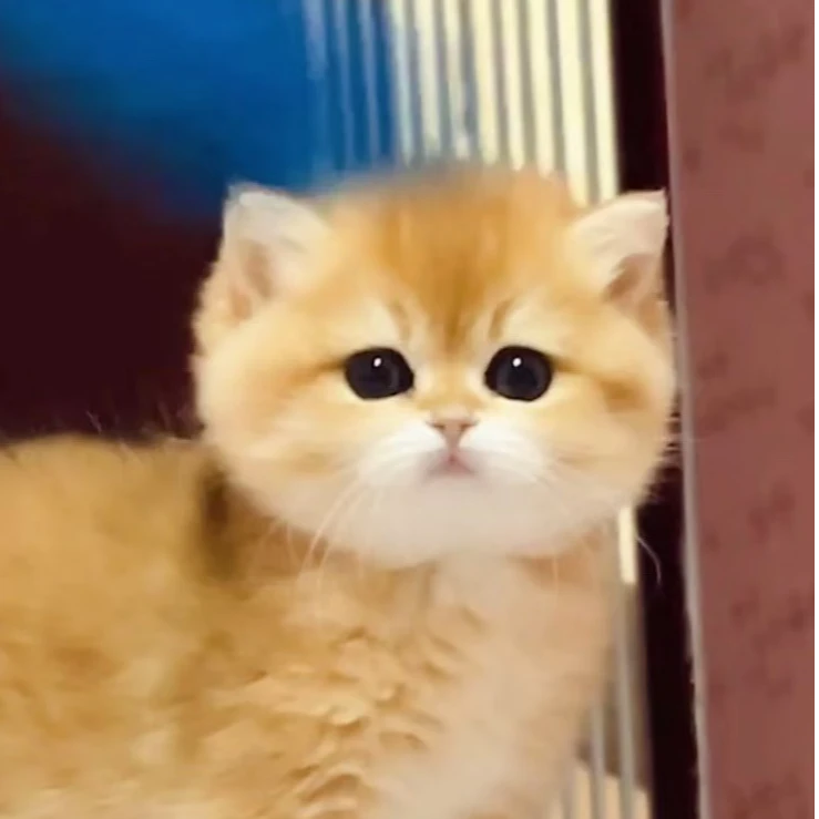 【紫博名宠】66猫咪