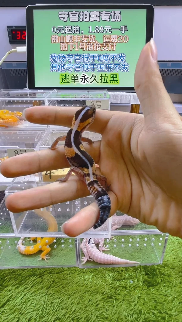 豹纹守宫豹纹守宫肥尾遛弯尾苗子亚成成体