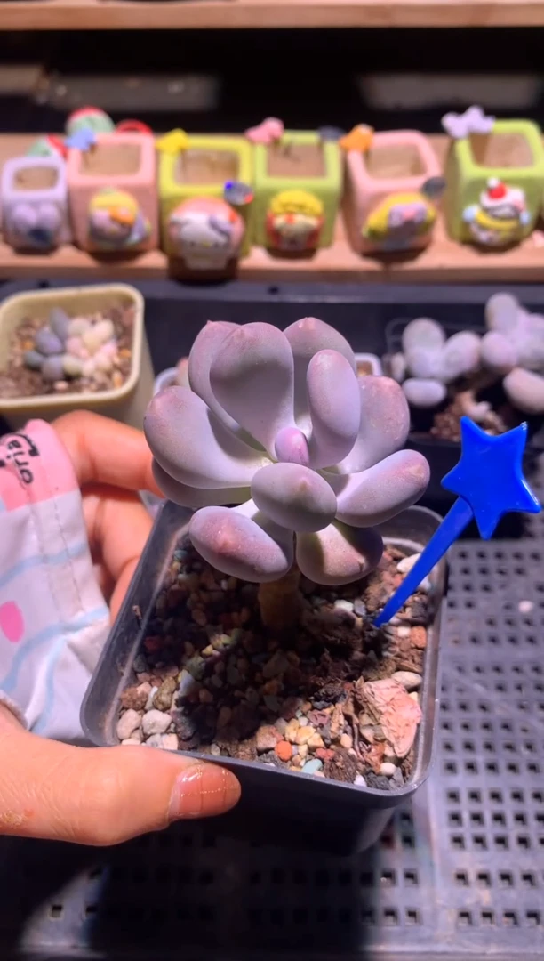 小屁桃奶酪多肉哈哈