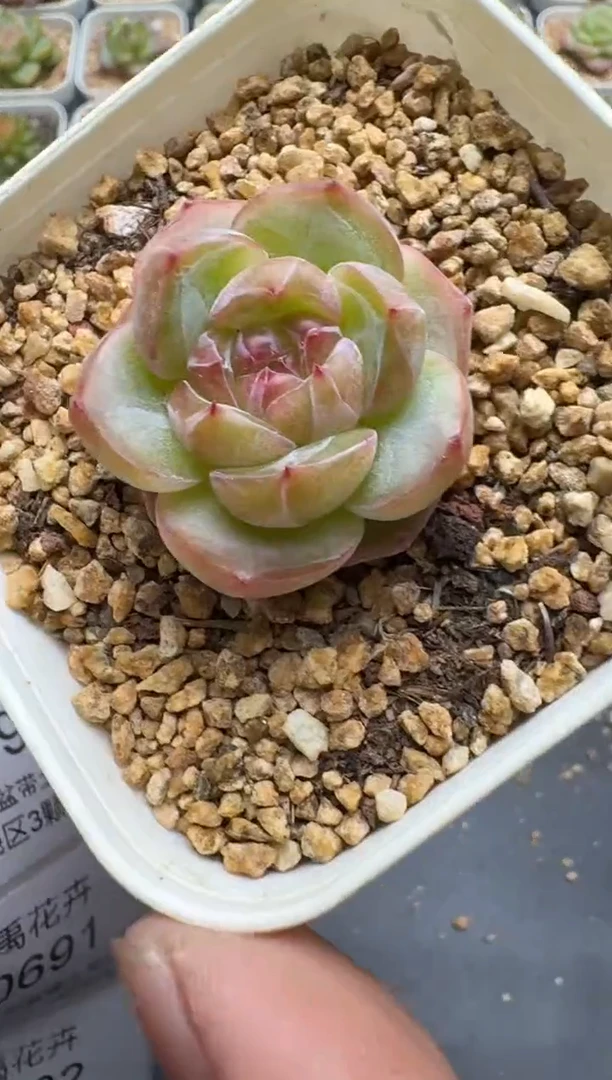 689E云禹多肉植物 带盆土纸巾打包 3颗包邮