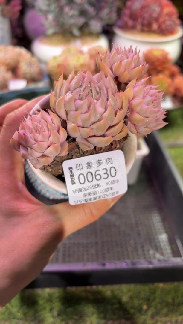 【闪购商品】00630脱土带盆