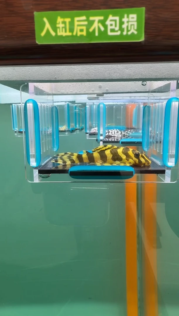 清道夫鱼014号134入缸不包损录制完整开箱视频6.5厘米