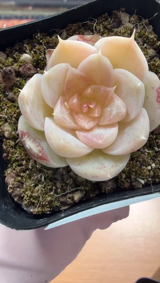 东云多肉园二店-139