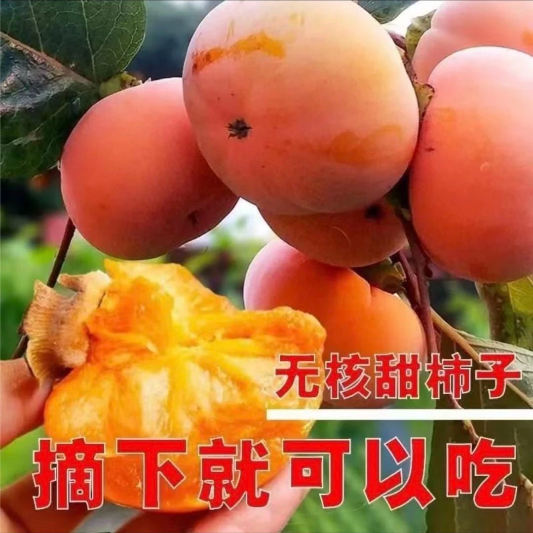 【脆甜柿子树苗】太秋甜柿苗果树苗盆栽地栽阳台庭院四季
