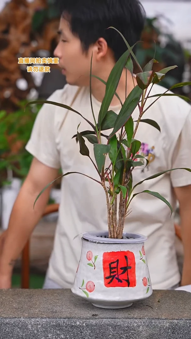 当前无花栽培后可以开花朱蕉148+