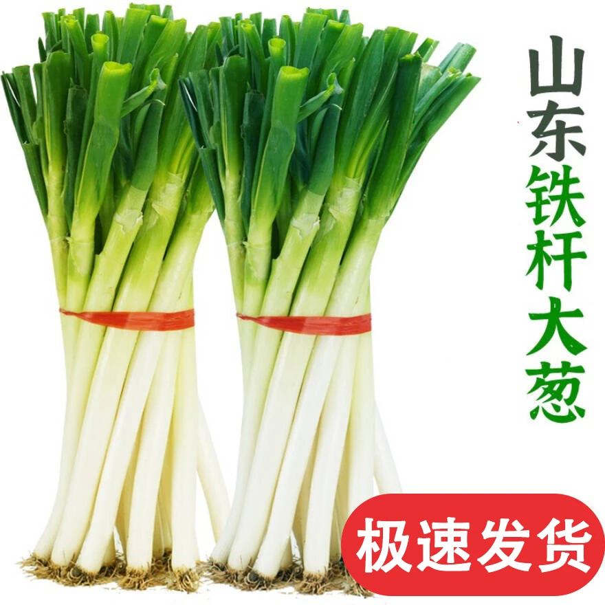 精选山东大葱现挖铁杆大葱脆甜多汁农家去皮半叶大葱