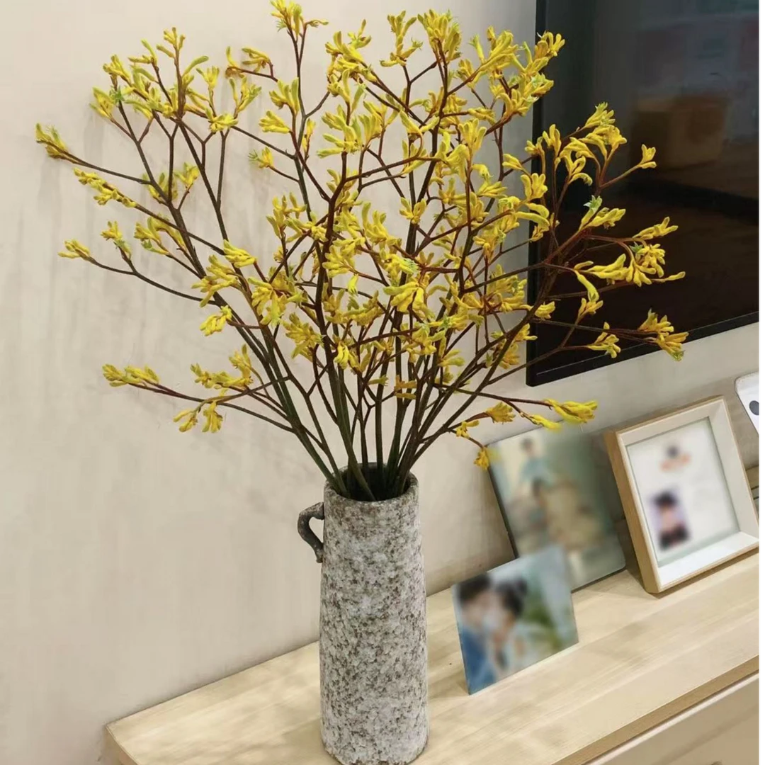 【袋鼠爪】 鲜切 小众 插花 幸运 抓财 高雅 招财 云南顺丰冷链包邮