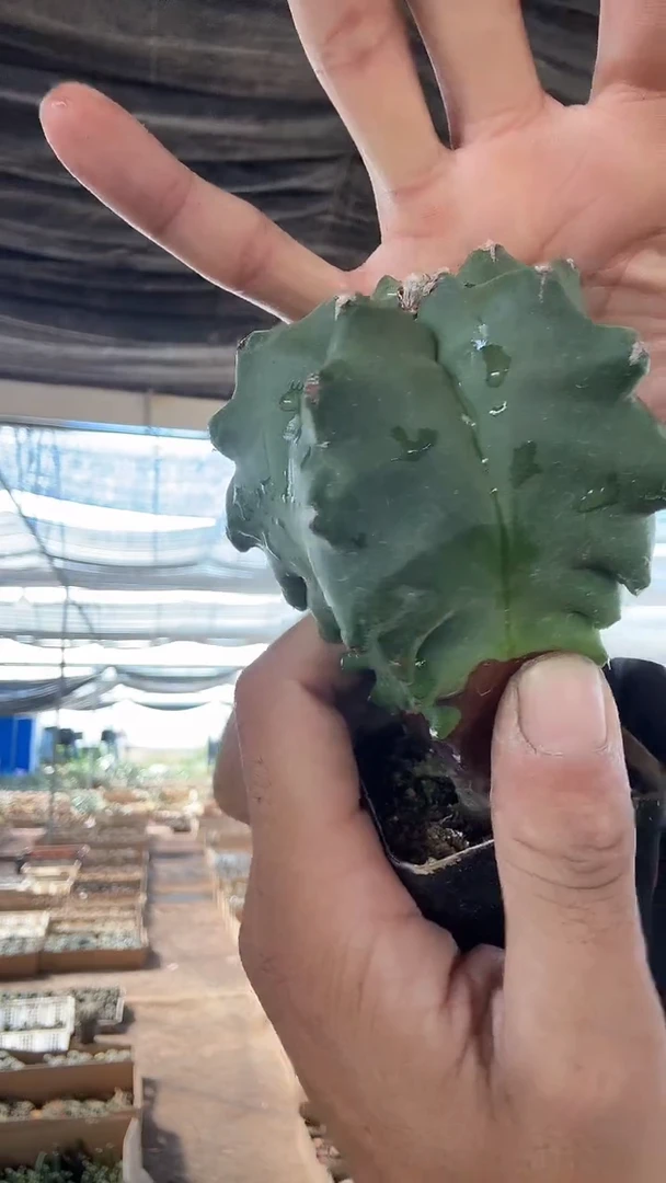 实生角尤鸾凤玉9.99