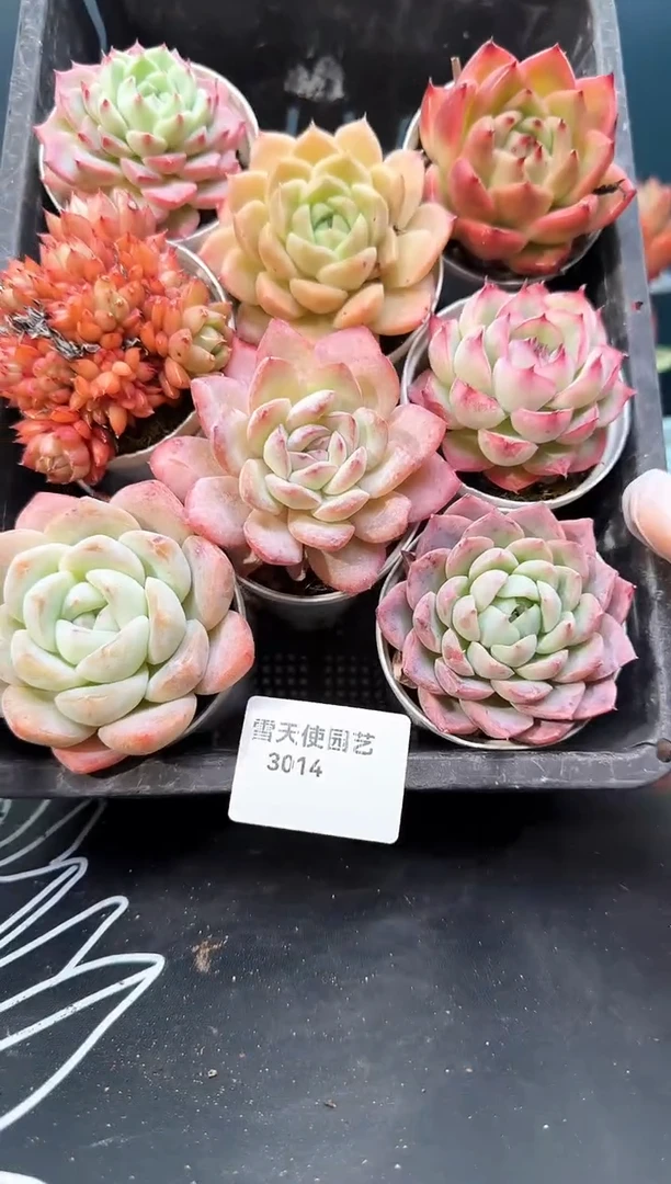 3 014   多肉8   颗