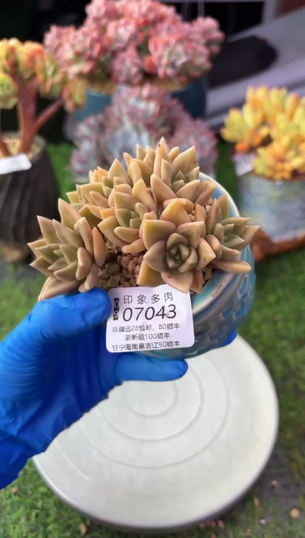 昆明印象多肉07043