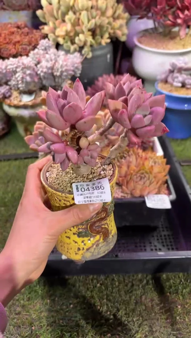 【闪购商品】04386脱土带盆