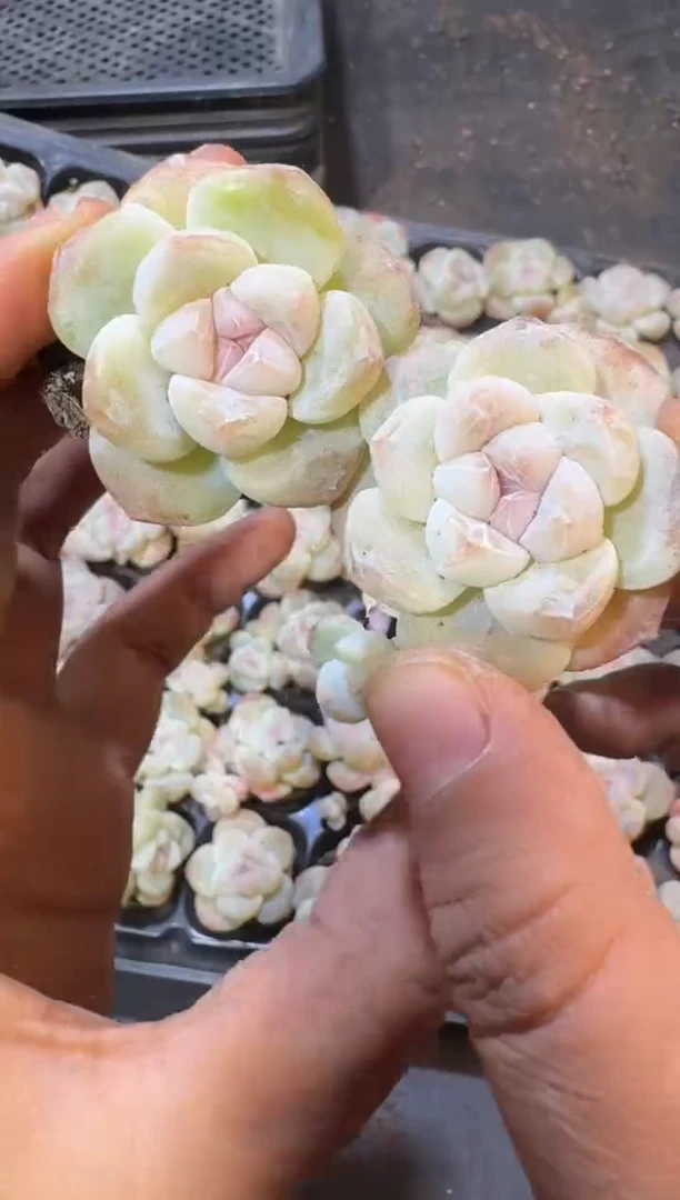 【闪购商品】24号到手6棵江北多肉一物一拍