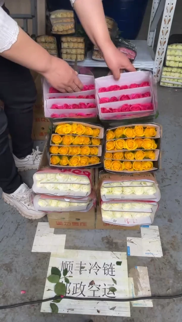 佛洛依德20枝+契机20枝+骄傲20枝