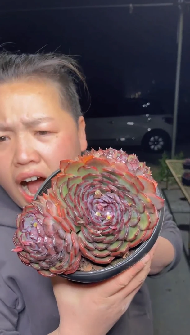 【闪购商品】2-挑满盆三头起蓝色妖姬带盆土9.99