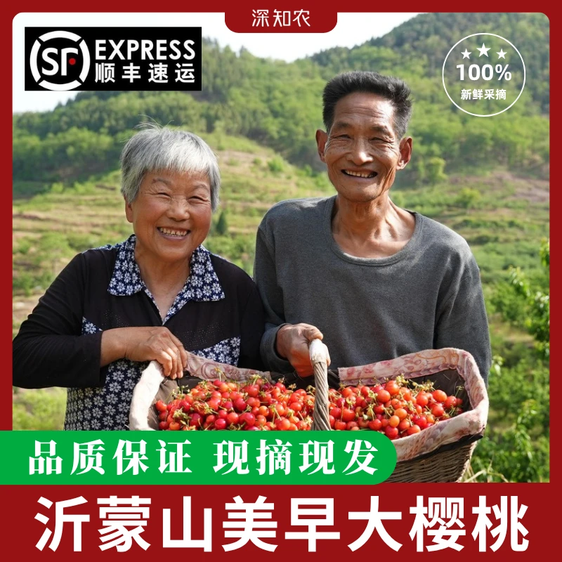 顺丰包邮自家山东美早大樱桃露天水果现摘现发品质保证