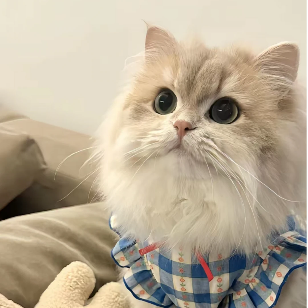 【大硕家的猫】猫咪全品种通用