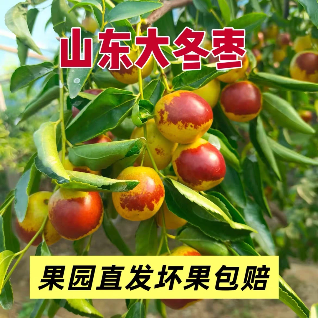 1【精选礼品果】沾化冬枣大棚冬枣头茬冬枣脆甜好吃的冬枣