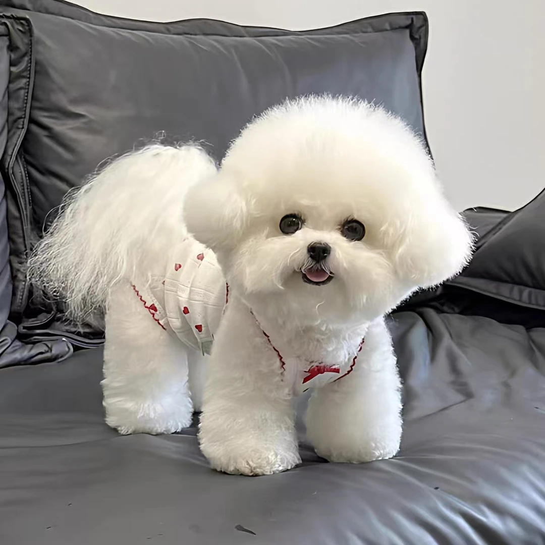 【自选全类目纯种小型犬】比熊博美泰迪等小型宠物犬 T