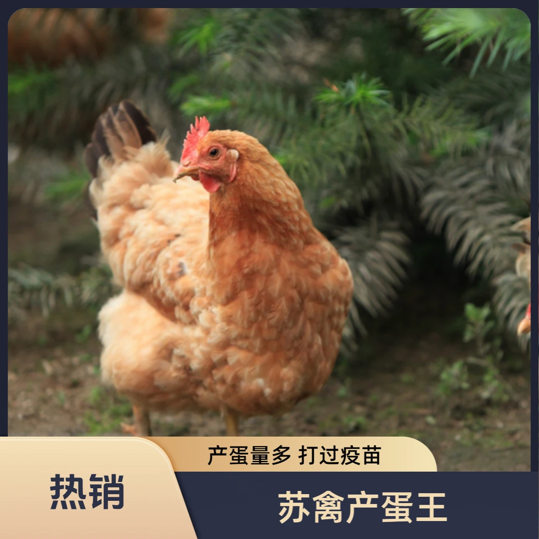 【苏禽产蛋王】产绿壳蛋顺丰包邮到家可作宠物