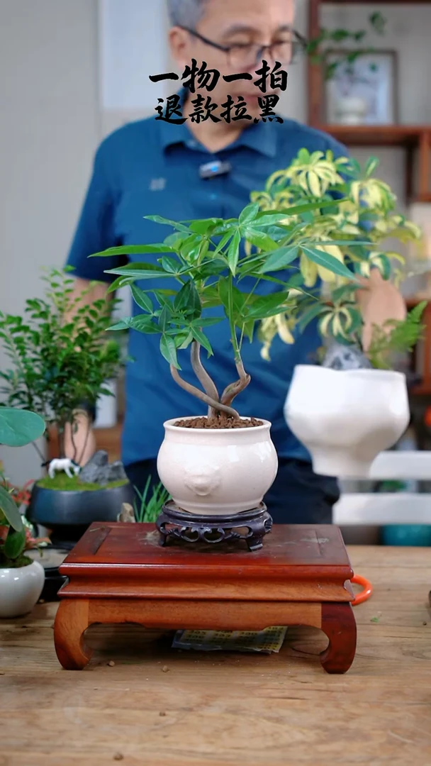 完全开放木*发财树323