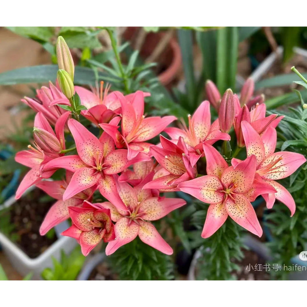 1颗百合种球【咬鹃18-20】LA系列百合庭院阳台