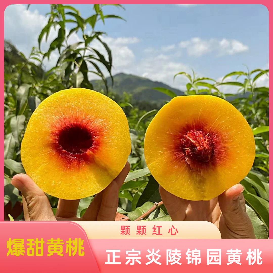 【中通快递】正宗炎陵锦园黄桃爆甜爽脆湖南新鲜头茬果