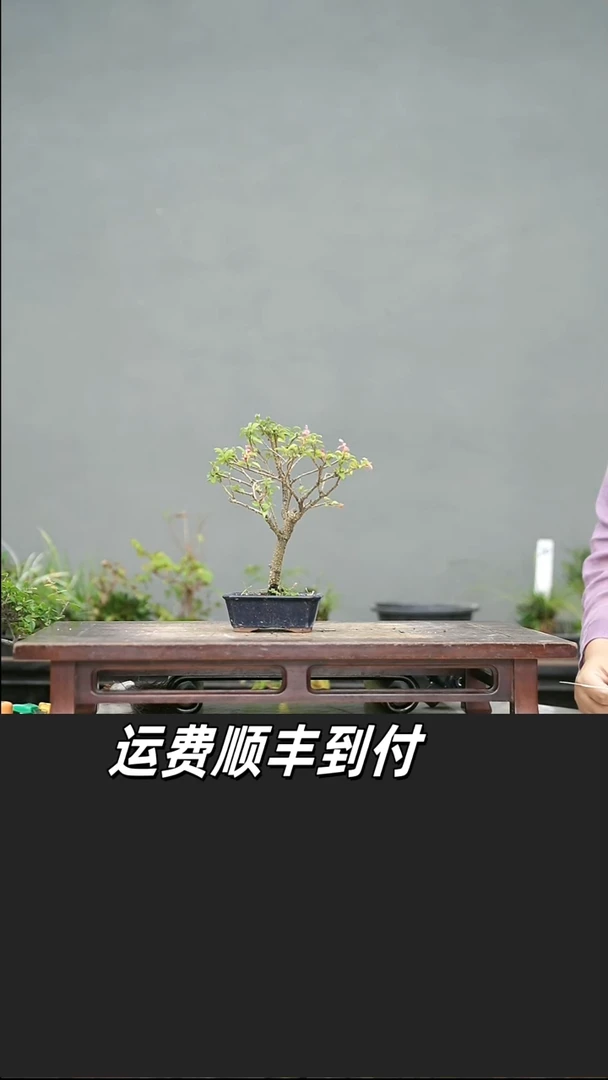 努****报24