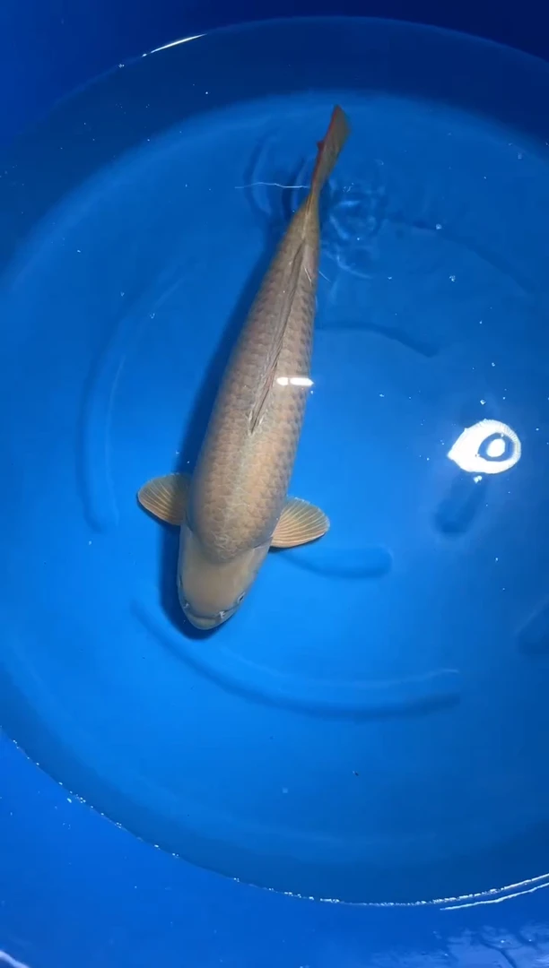 锦鲤诚太郎茶鲤60cm