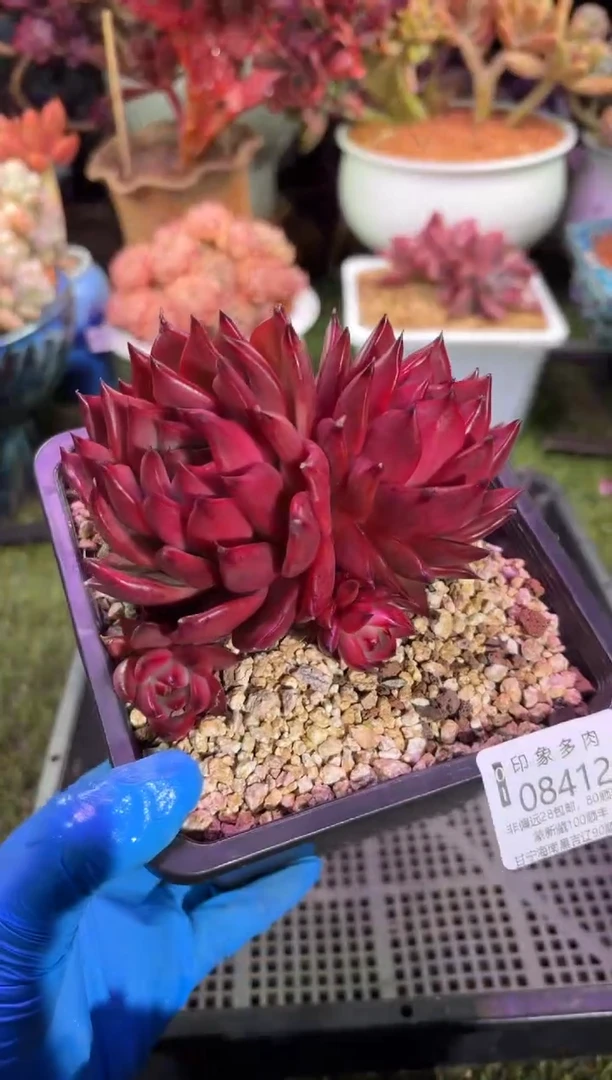 【闪购商品】08412