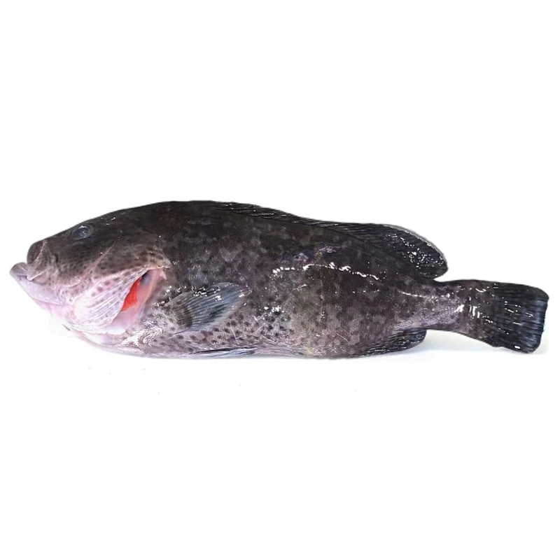 【蓝瓜子斑】海产品海鱼石斑鱼蓝瓜子斑福建省内可拍