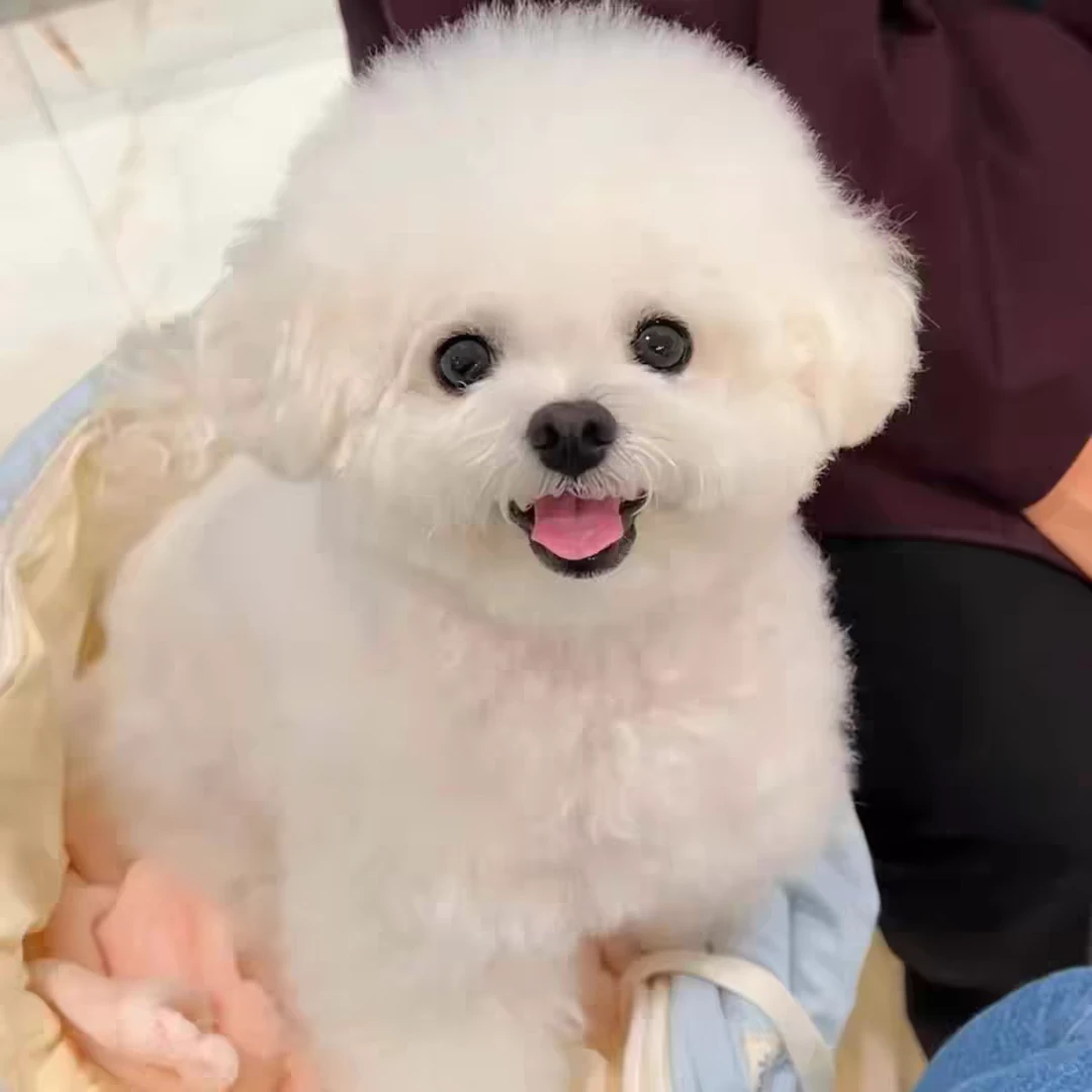 【活体宠物】山东犬舍 幼犬比熊柯基雪纳瑞等直播间/视频一对一挑选