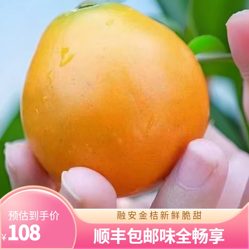 广西融安第三代脆蜜金桔脆蜜金柑新鲜采摘应季水果正宗顺丰包邮