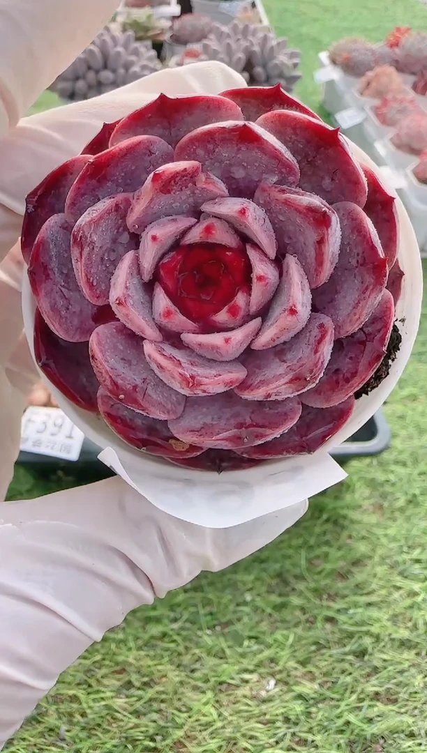 【闪购商品】梦会多肉一物一拍