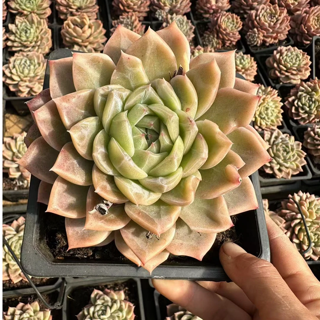 17#青鸾多肉植物   前男友精品多肉 A491