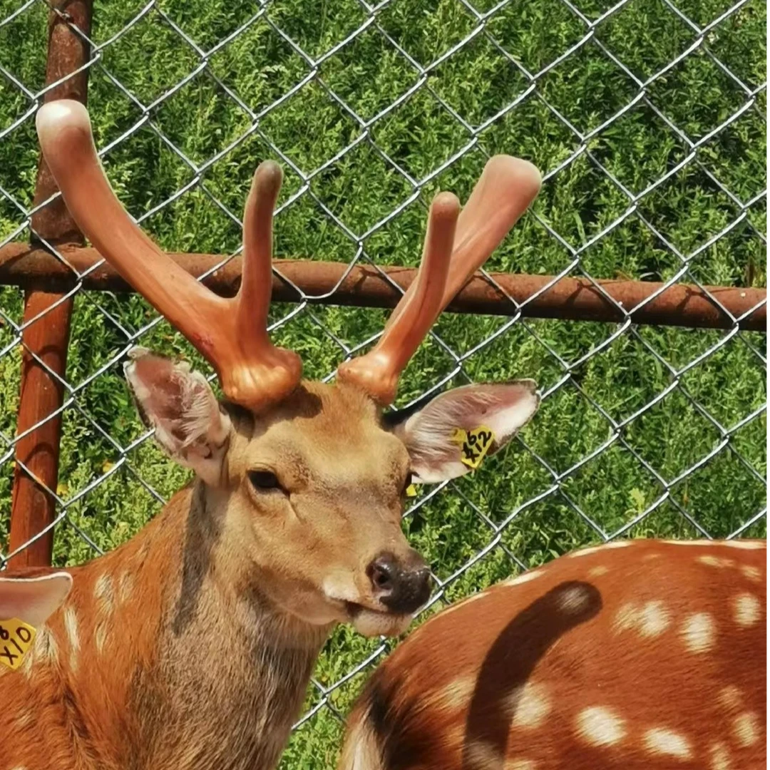 双阳鹿乡【鹿产品】♣ 以实物为准 产地直发