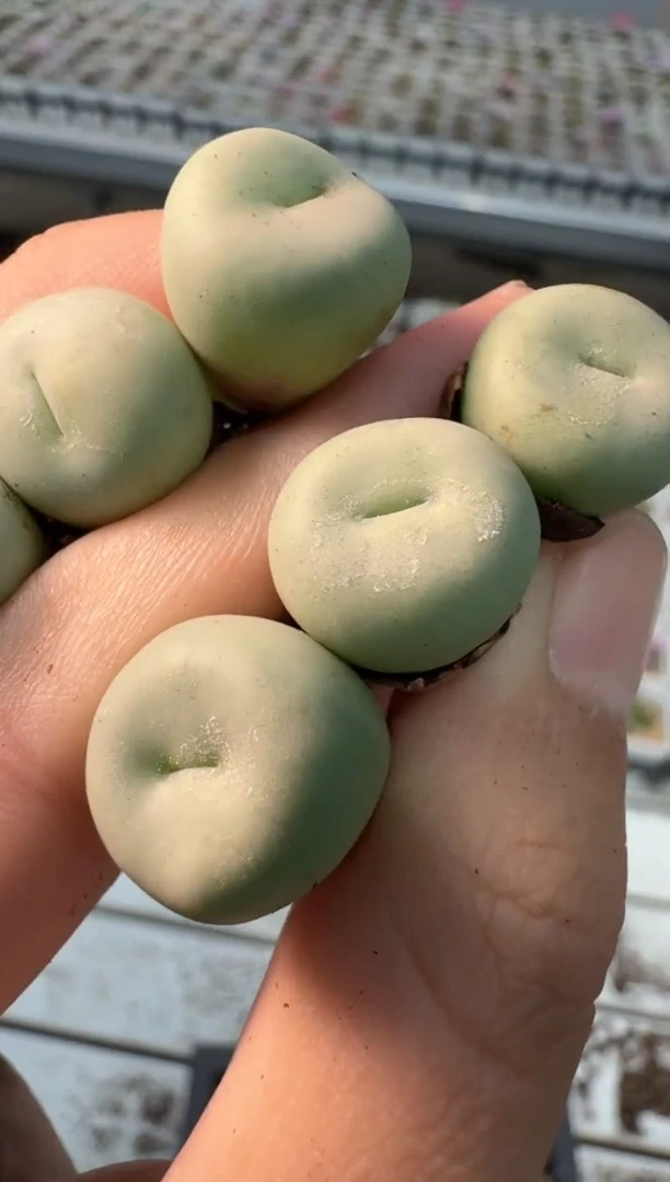 多肉植物肉锥14-262一颗