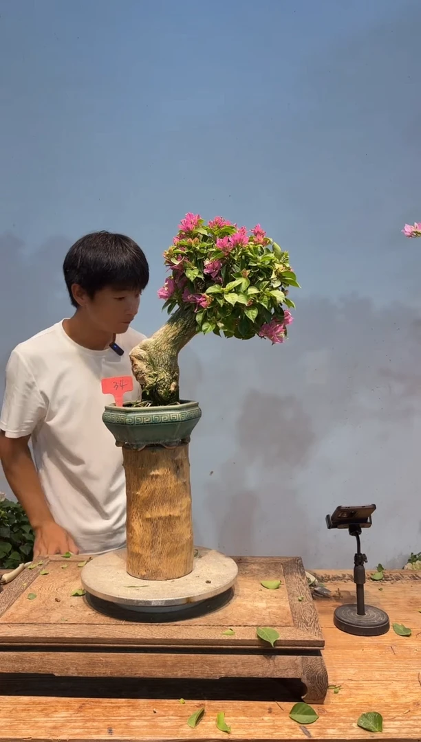 全部花朵大*三角梅34