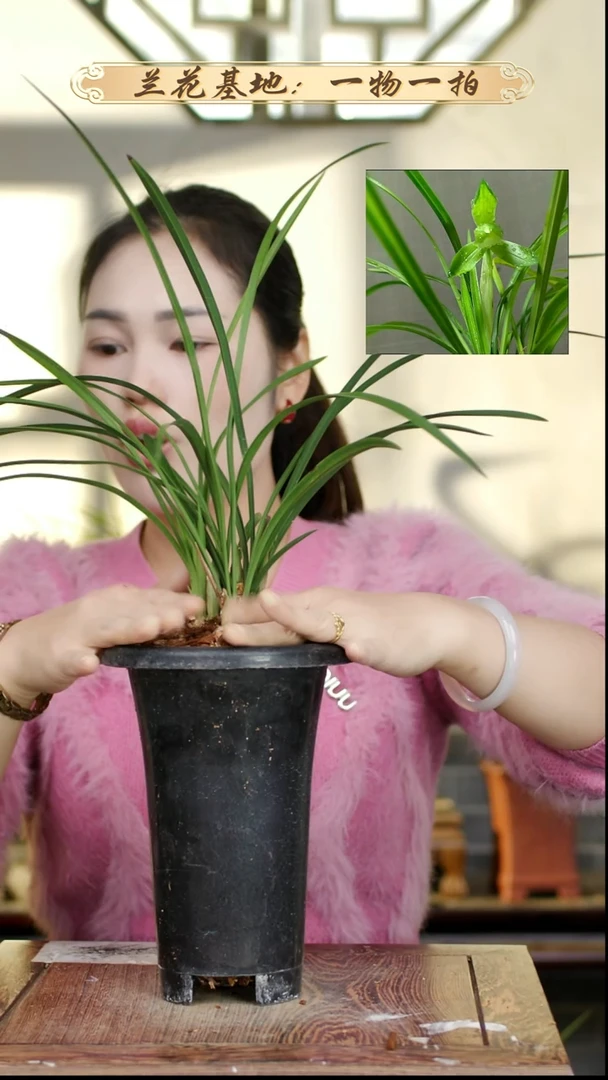 完全开放张荷素3花苞