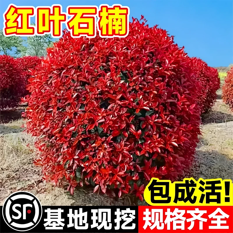 红叶石楠球树苗庭院别墅地栽红罗宾小苗篱笆墙绿化苗四季常青耐寒