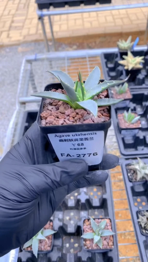 【闪购商品】曲刺妖炎fa-2776