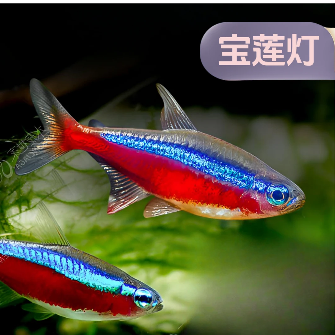 【直播活动】宝莲灯鱼热带观赏鱼小型灯科淡水群游活体鱼苗