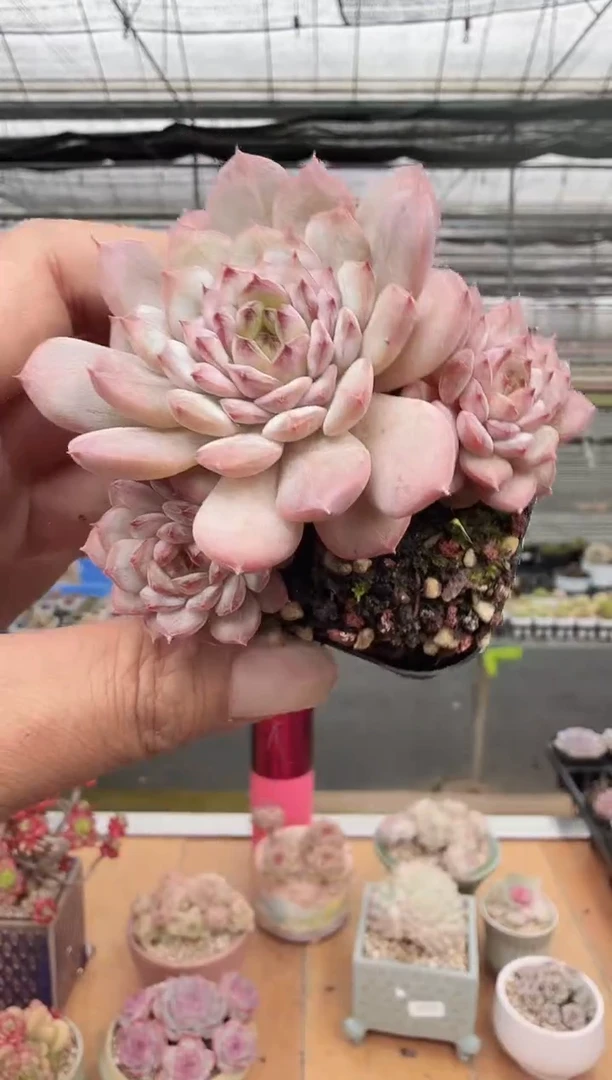 东云多肉园新款-134