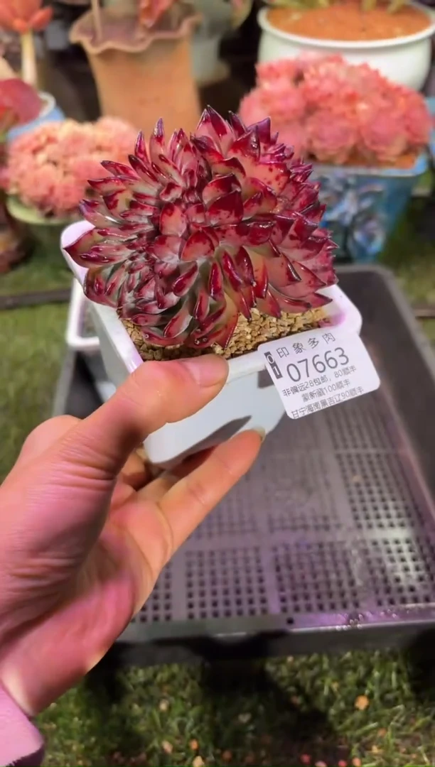 【闪购商品】07663