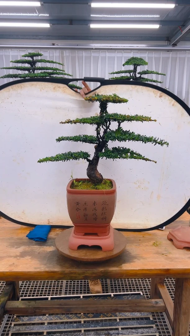 无花朵精品盆景直播间一物一拍