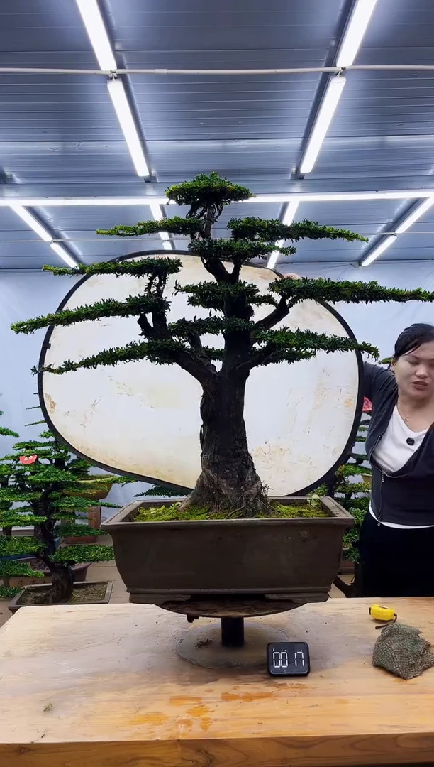 无花朵一物一拍，所见即所得