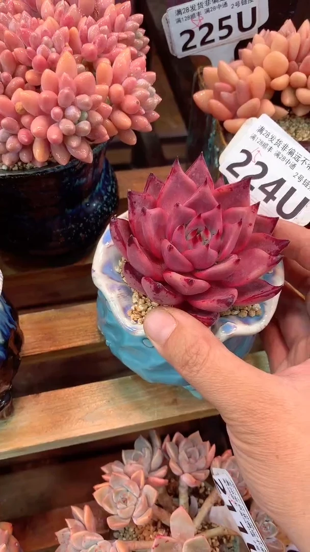 224U（一物一拍实付满28发货，默认不带盆土）