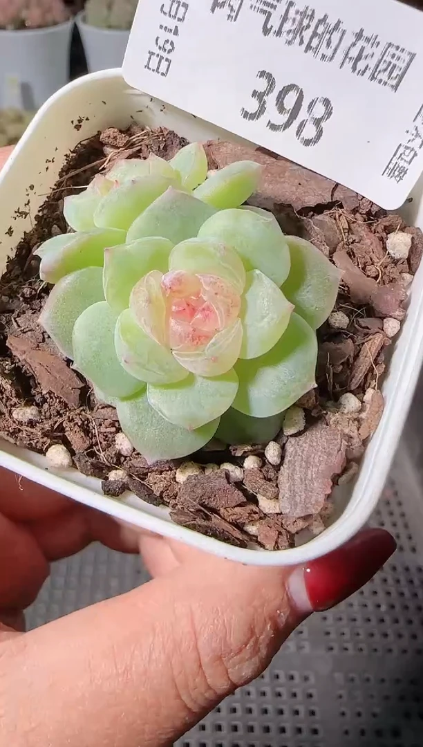 1119-398麦秆群生不包整