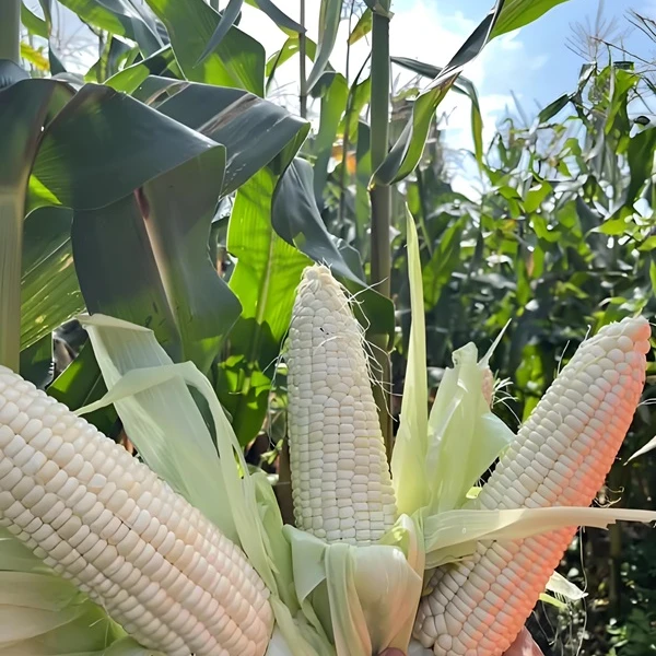 新鲜现摘农家自种香甜白糯玉米