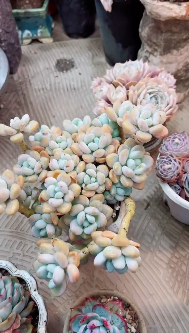 【闪购商品】08064